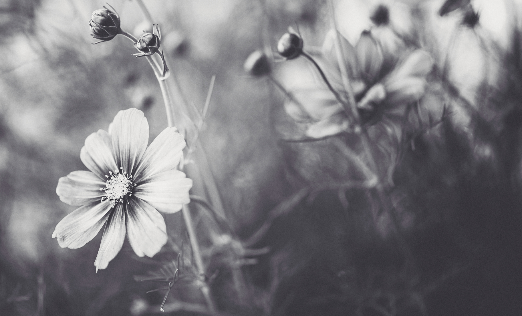 Beautiful cosmos flowers in natural sunlight. Black and white nature