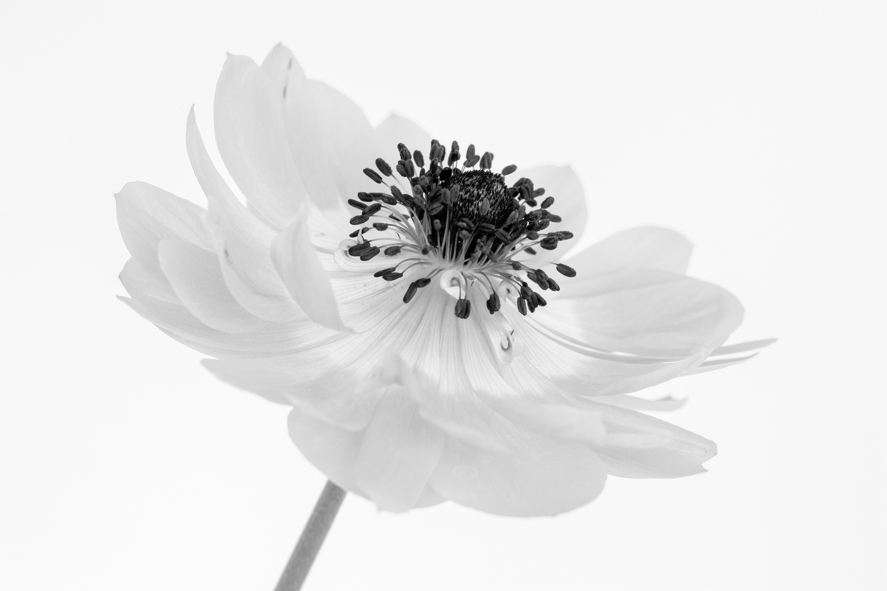 Black and White Image of Anemone Flower