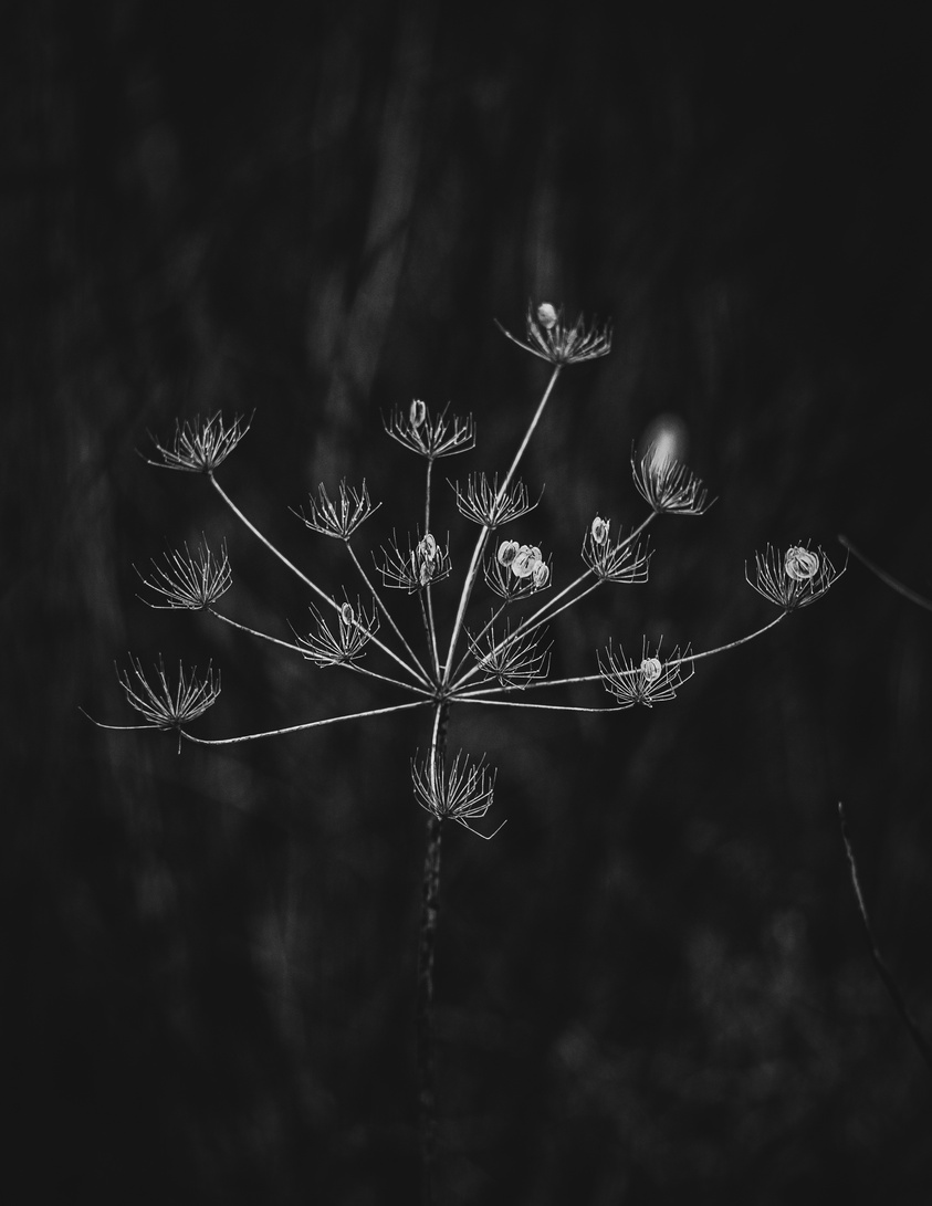Black and White Photo of Dry Dill Flower